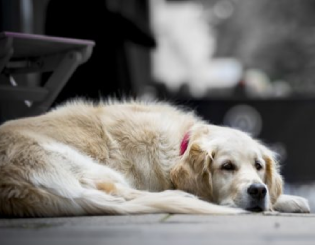 Procura de cãos Perdidos - Detetive Marcondes